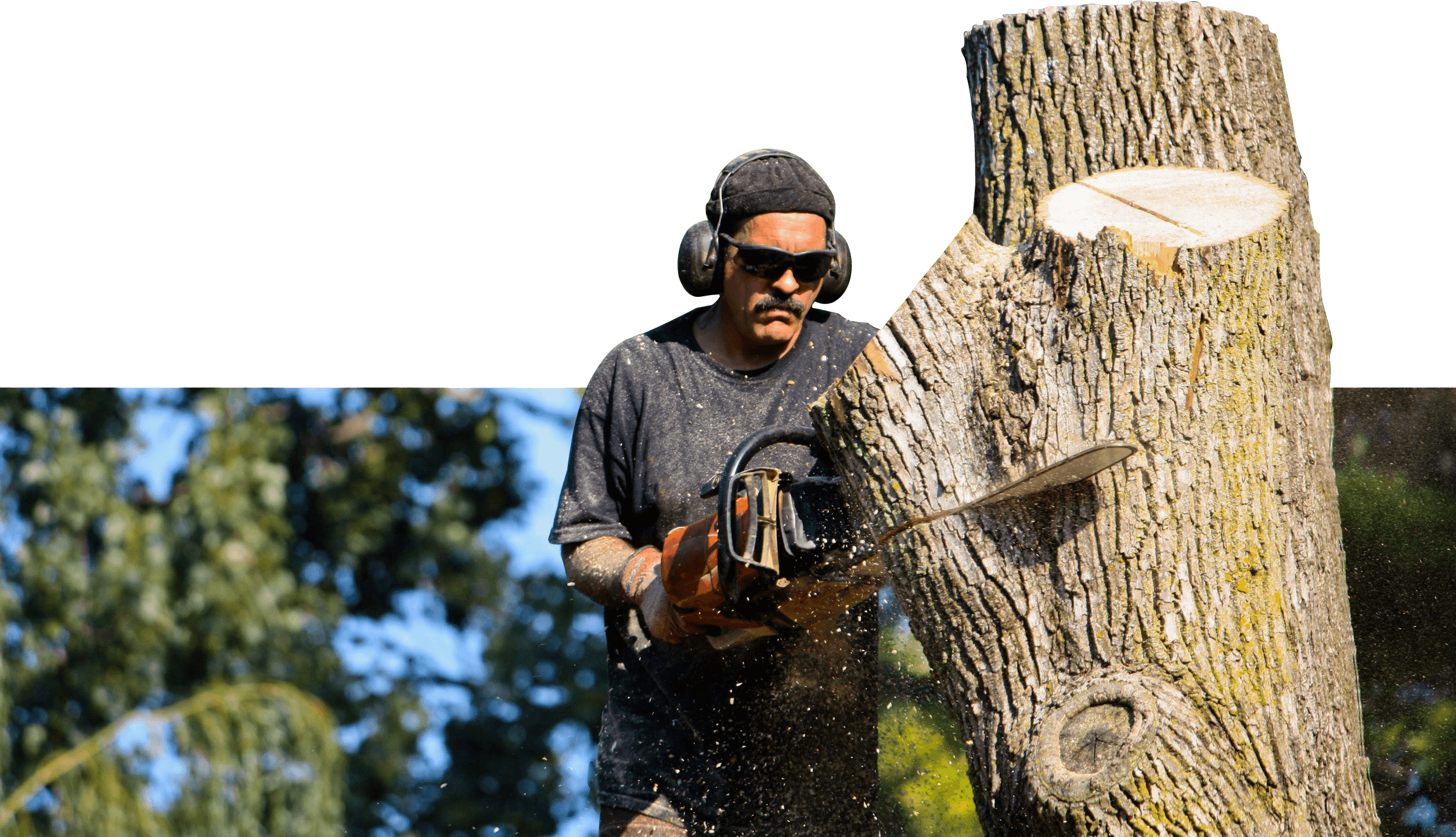 Tree Service